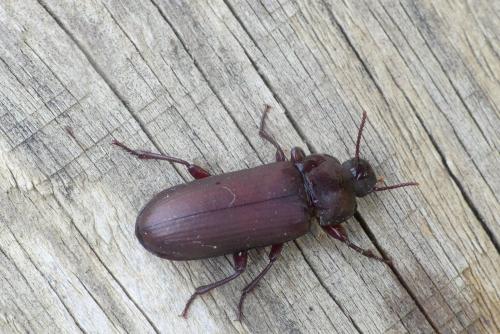 Tenebrio molitor